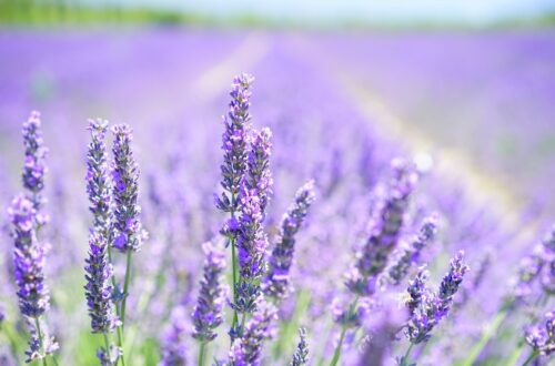lavender, flowers, field