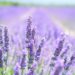 lavender, flowers, field
