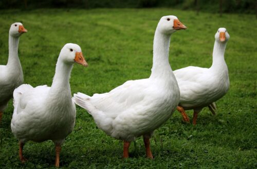 birds, geese, ornithology